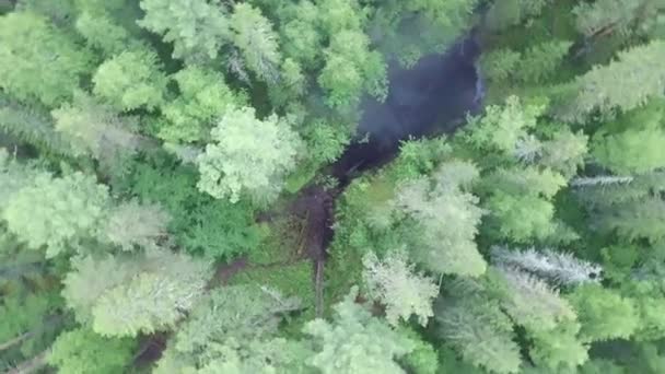 Widok drona z lotu płonącego czarnego lasu z rosnącym białym dymem, ekologią i koncepcją klęski żywiołowej. Materiał filmowy. Góra widok ziemi po pożarze pokryte czarną warstwą spalania — Wideo stockowe