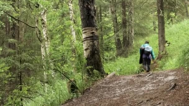 Bakåt syn på ung man promenader på stigen i sommar grön skog. Lagerbilder. Manlig resenär utforska vacker skog, aktivt liv koncept. — Stockvideo