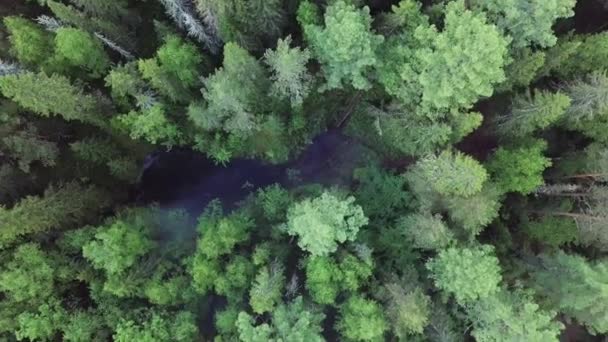 Widok drona z lotu płonącego czarnego lasu z rosnącym białym dymem, ekologią i koncepcją klęski żywiołowej. Materiał filmowy. Góra widok ziemi po pożarze pokryte czarną warstwą spalania — Wideo stockowe