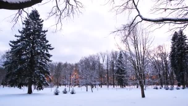 Pohled na zasněžený zimní park s lucernami. Koncept. Krásné borovice a lucerny v parku v zimě — Stock video