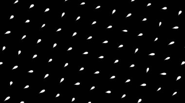Soyut beyaz çiçek yaprakları siyah arka planda izole edilmiş, pürüzsüz bir döngü. Animasyon. Hareket eden ve dönen küçük taç yaprakları, tek renk.