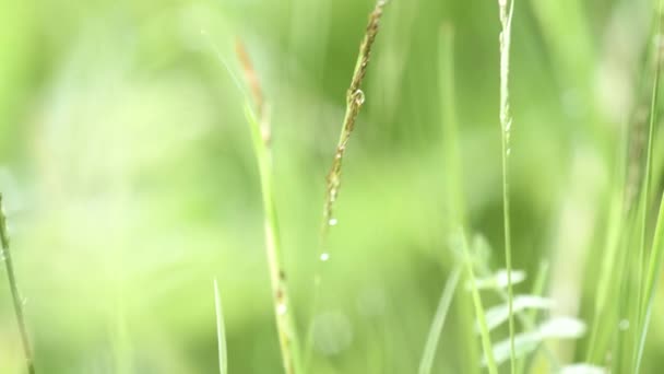 Nahaufnahme eines kleinen Tropfens Morgentau auf grünem Gras. Archivmaterial. Naturlandschaft der sommergrünen Wiese mit einem Tropfen Wasser auf dem Gras. — Stockvideo