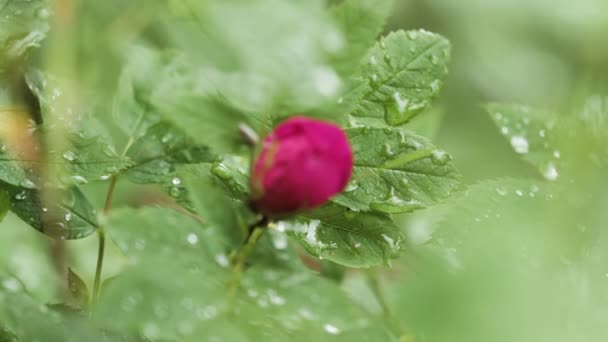 Primo piano di cime chiuse sfocate di cespuglio selvatico dogrose circondato da foglie verdi fresche dopo la pioggia. Filmati delle scorte. Fiore rosa e petali verdi con gocce d'acqua . — Video Stock