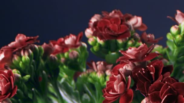 Primer plano de una hermosa flor roja sobre un fondo azul. Imágenes de archivo. Hermosa flor roja en la habitación — Vídeos de Stock
