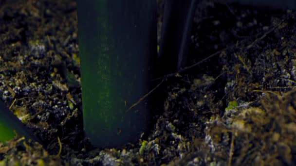 Gros plan d'une fleur rouge dans un pot. Images d'archives. Gros plan d'une fleur dans une casserole à l'intérieur