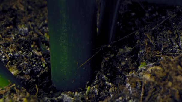 Primo piano di un fiore rosso in una pentola. Stock footage. Primo piano sparato di un fiore in una pentola al chiuso — Video Stock