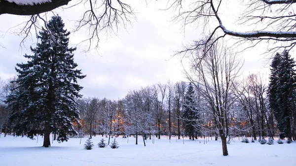 Blick auf den schneebedeckten Winterpark mit Laternen. Konzept. Schöne Kiefern und Laternen im Park im Winter — Stockfoto