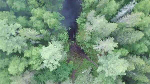 Aerial of green forest and burnt ground after the fire, destruction of human activity concept. Stock footage. Top view of black forest trail and survived trees. — Stock Photo, Image