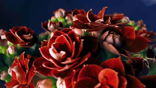 Detailní záběr okvětních lístků červených pevných květů. Záběry ze skladu. Krásné vzácné kaštanové květy s tuhými okvětními lístky v kytici s neotevřenými zelenými pupeny na modrém pozadí