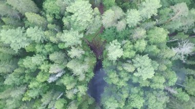 Beyaz duman, ekoloji ve doğal afet konseptiyle siyah yanmış orman bölgesinin hava aracı görüntüsü. Stok görüntüleri. Yangından sonra zemini siyah bir katman ile kaplamıştı.