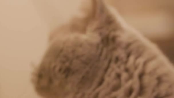 Close-up de rosto de gato cinza escocês. Imagens de stock. Gato cinza bonito e bonito com pupilas grandes depois de jogar brinquedo com penas — Vídeo de Stock