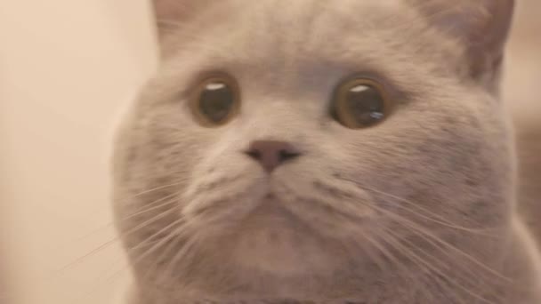 Close-up of Scottish grey cat. Stock footage. Beautiful Scottish cat with gray hair and beautiful face. Sparkling grey cat with dilated black pupils is watching something — Stock Video