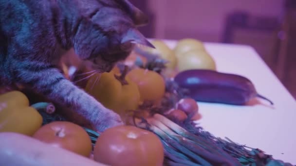 A macska petrezselymet eszik. Készletfelvétel. Közelkép a macskáról, amint petrezselymet próbál az asztalra tenni esténként. Cat játszik és eszik zöldségeket az asztalon készített főzés. Macska éjszakai csínyek a konyhában — Stock videók