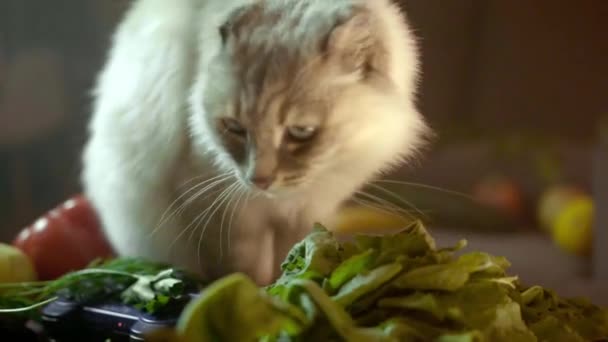 Mutfakta sebzeli kedi. Stok görüntüleri. Mutfakta kedi maceraları. Lezzet arayışı. Geceleri ev kedisi sebzelerin arasında masada. — Stok video