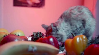 Kedi maydanoz yiyor. Stok görüntüleri. Geceleri masada maydanoz deneyen kedilerin yakın çekimi. Kedi yemek pişirmek için hazırlanan masada oynuyor ve sebze yiyor. Mutfakta kedi şakaları.