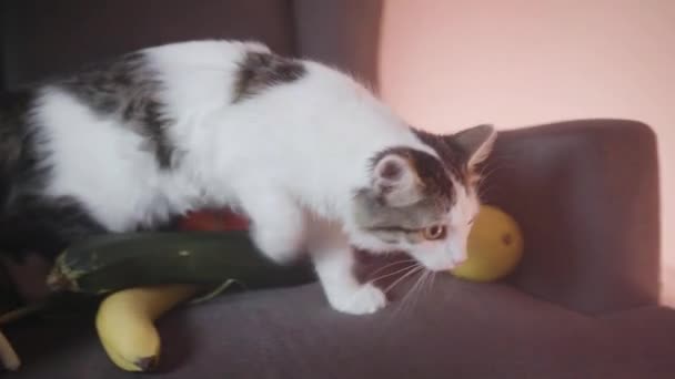 Chat aux légumes la nuit. Images d'archives. Chat moelleux à la maison et légumes éparpillés dans la maison de nuit. Légumes partout dans la maison et chat à côté d'eux — Video