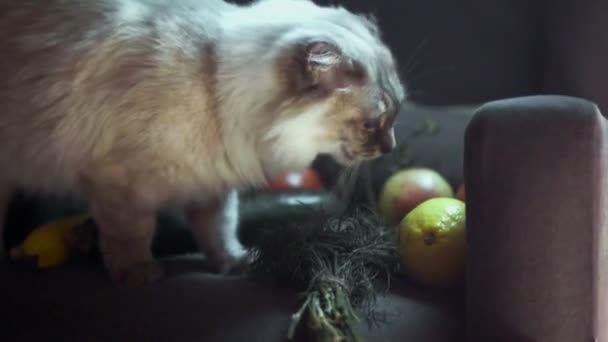 Közelkép a szőrös macskáról, amint zöldet eszik. Készletfelvétel. Gyönyörű fehér macska megpróbál zöld petrezselyem között zöldségek. Cat petrezselymet talált otthon, és megrágcsálta éjszaka. — Stock videók