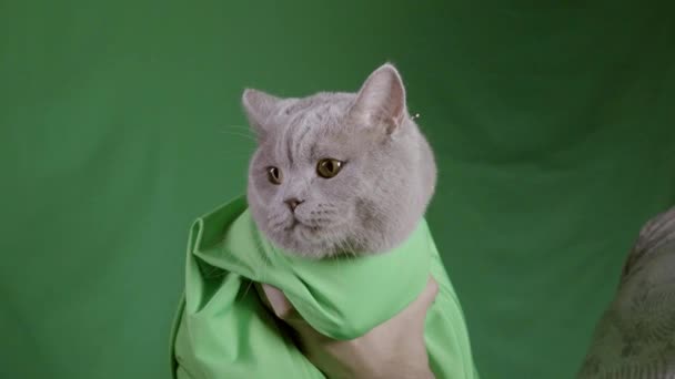 Γκρι γάτα σε πράσινο φόντο στούντιο. Στικ. Κοντινό πλάνο του άνδρα που κρατά γκρι σκωτσέζικη γάτα σε πράσινη κουβέρτα σε πράσινο φόντο. Στούντιο γυρίσματα με γάτα σε πράσινο φόντο — Αρχείο Βίντεο