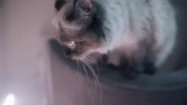 Κοντινό πλάνο της γάτας το βράδυ. Στικ. Όμορφη χνουδωτή άσπρη γάτα με μπλε μάτια περπατάει στα έπιπλα τη νύχτα. Όμορφο πρόσωπο γάτας με φοβισμένα μάτια στο νέον φως του σπιτιού τη νύχτα — Αρχείο Βίντεο