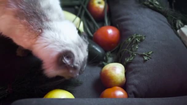 Primer plano de gato peludo comiendo verduras. Imágenes de archivo. Hermoso gato blanco prueba perejil verde entre las verduras. Cat encontró perejil en casa y lo mordisquea por la noche. — Vídeo de stock