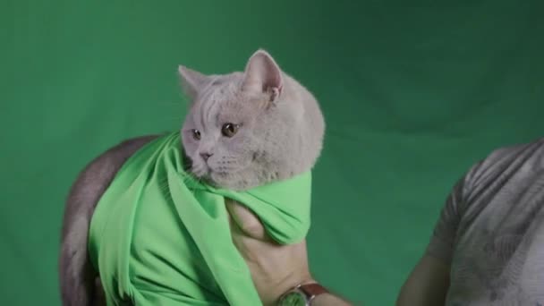 Ο άνθρωπος έχει γκρι γάτα σε πράσινο φόντο. Στικ. Κοντινό πλάνο του ανθρώπου που κρατά γάτα σε πράσινη κουβέρτα σε πράσινο απομονωμένο φόντο. Χώρος στούντιο με πράσινο φόντο και γάτα — Αρχείο Βίντεο