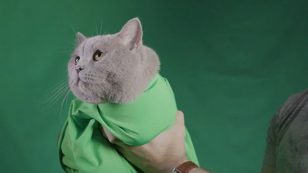 Man holds grey cat on green background. Stock footage. Close-up of man holding cat in green blanket on green isolated background. Studio area with green background and cat — 스톡 사진