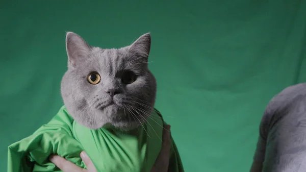 L'uomo tiene gatto grigio su sfondo verde. Filmati delle scorte. Primo piano dell'uomo che tiene il gatto in coperta verde su sfondo verde isolato. Area studio con sfondo verde e gatto — Foto Stock