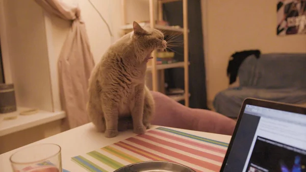 Γάτα και άνθρωπος με φαγητό. Στικ. Κοντινό πλάνο του ανθρώπου που κρατάει χάμπουργκερ στο παρασκήνιο βλέποντας γάτα. Η γάτα βλέπει τον άντρα να τρώει χάμπουργκερ στο σπίτι. — Φωτογραφία Αρχείου