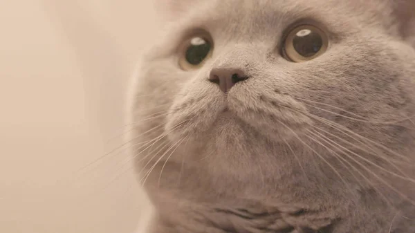 Close-up of face of Scottish grey cat. Stock footage. Beautiful and cute grey cat with large pupils after playing toy with feathers — Stock Photo, Image