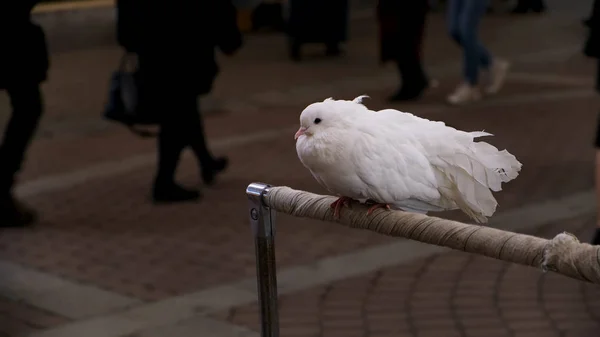 Primo piano di colomba domestica bianca seduta sul trespolo nella strada della città. Concetto. Bella piccione assonnato e molte persone di passaggio . — Foto Stock