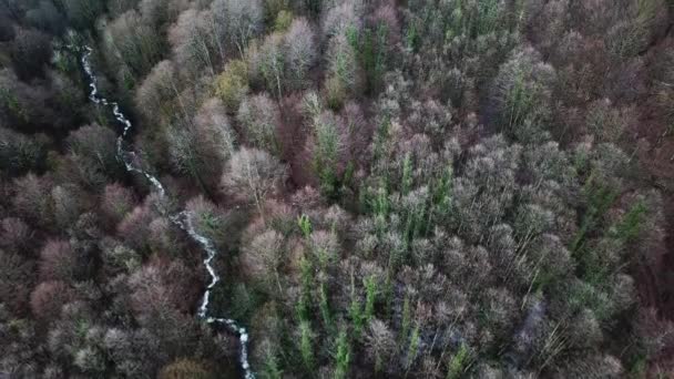 Vista aérea do vale e do córrego na estação do outono. Imagens de stock. Floresta de outono, fundo de árvores com fluxo estreito congelado, conceito de beleza da natureza . — Vídeo de Stock