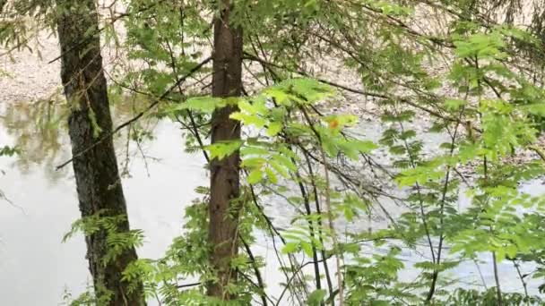 Κοντινό πλάνο νεαρών φύλλων θάμνων που αιωρούνται στον άνεμο με ένα ποτάμι να ρέει από πίσω του. Στικ. Πράσινο δάσος και ποταμός ταχείας ροής. — Αρχείο Βίντεο