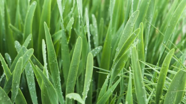 夏の日に水が落ちると新鮮な草を閉じます。ストック映像だ雨の後の緑の芝生の牧草地で朝の露の滴. — ストック動画