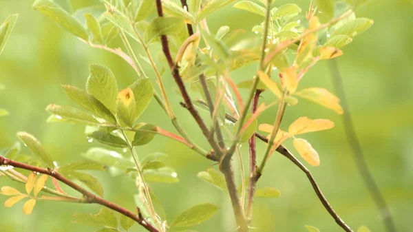 Vista de perto de ramos de arbusto com folhas verdes com gotas de água no fundo verde desfocado. Imagens de stock. Árvore jovem com gotas frescas de orvalho da manhã . — Fotografia de Stock