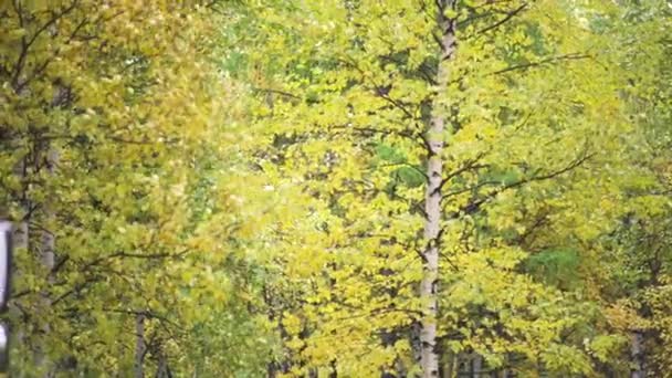 Gyönyörű fiatal nyírfák őszi levelekkel kora ősszel. Művészet. Az erdő sárga levelei lengenek a szélben. — Stock videók