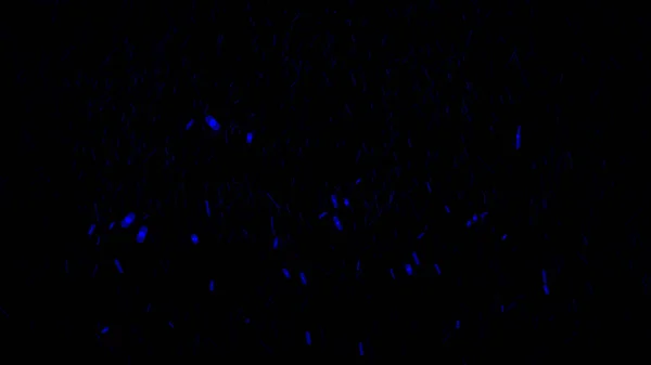 Όμορφες μαγικές σπίθες μπλε χρώματος ανατέλλουν στον αέρα. Κινούμενα σχέδια. Αφηρημένη απομονωμένη λαμπερό σωματίδια σε μαύρο φόντο που φέρουν επάνω. — Φωτογραφία Αρχείου