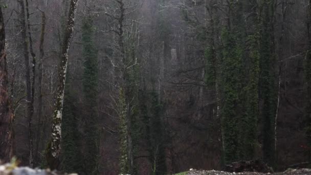 Поздний осенний лес под дождем. Запись. Холодная осенняя погода и туманные влажные деревья под ливнем . — стоковое видео