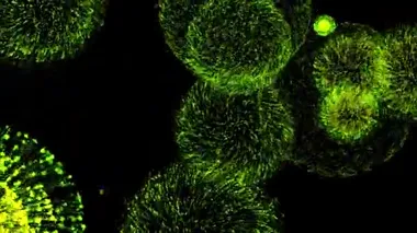 Soyut yeşil havai fişekler, parçacık patlaması etkisi, kusursuz döngü. Animasyon. Karnaval, festival, parlak kutlama geçmişi.