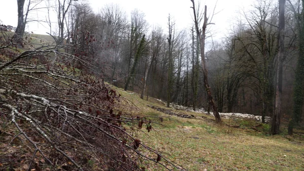 Paysage rural avec forêt de fin d'automne sous la pluie sur fond de ciel nuageux. Images d'archives. Couper les arbres et les chauves couverts de brouillard . — Photo