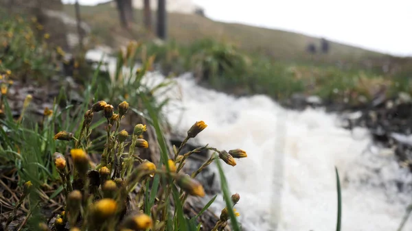 Άποψη της πλαγιάς του βουνού που καλύπτεται από ξεραμένο γρασίδι και λουλούδια. Στικ. Ρεύμα που ρέει στην πλαγιά του βουνού, τοπίο σε φθινοπωρινά χρώματα. — Φωτογραφία Αρχείου