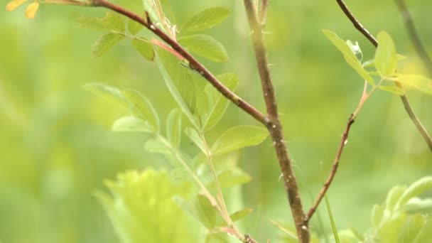 Vista de cerca de ramas de arbusto con hojas verdes con gotas de agua sobre fondo verde borroso. Imágenes de archivo. Árbol joven con gotas frescas de rocío matutino . — Vídeo de stock