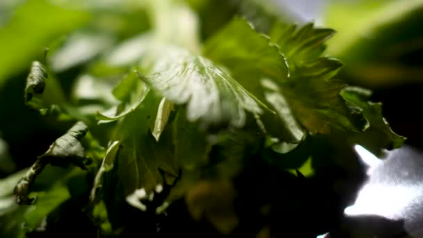 Primo piano delle foglie di coriandolo sdraiato sul tavolo nero, dettagli del processo di cottura. Filmati delle scorte. Un mucchio di vibrante erba verde coriandolo . — Video Stock