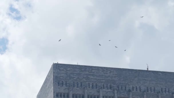 Top of high-rise with flying birds on background of blue sky. Action. Beautiful view of top of high-rise building with soaring birds — Stock Video