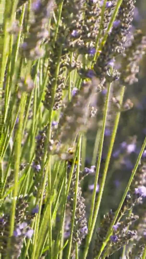 Close up de abelhas em flores de lavanda em um dia ensolarado de verão, fundo natural. Acção. Abelhas selvagens voando sobre flores de lavanda roxas . — Vídeo de Stock