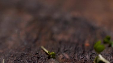 Vitamin dietary microgreen of mustard falling down on wooden rustic surface, food and gastronomy concept. Stock footage. Close up of fresh green mustard sprouts on wooden table.