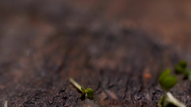 Vitamin dietary microgreen of mustard falling down on wooden rustic surface, food and gastronomy concept. Stock footage. Close up of fresh green mustard sprouts on wooden table. — Stock Video