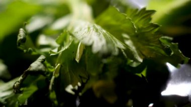 Close up of cilantro leaves lying on black table, details of cooking process. Stock footage. Heap of vibrant green coriander herb.