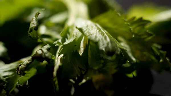 Close up de folhas de coentro deitado na mesa preta, detalhes do processo de cozimento. Imagens de stock. Heap de erva coentro verde vibrante . — Fotografia de Stock