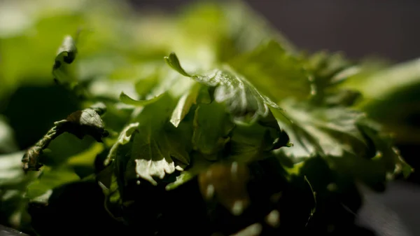 Close up de folhas de salsa verde começam a murchar no fundo preto, conceito de comida. Imagens de stock. Folhas de vegetação deitadas na superfície preta . — Fotografia de Stock