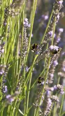 Yaban arılarının tarlada bitkisel lavanta çiçeklerini döllemesi. Başla. Küçük böcekler, yaz mevsiminde mor çiçeklerin üzerinde oturan yaban arıları..
